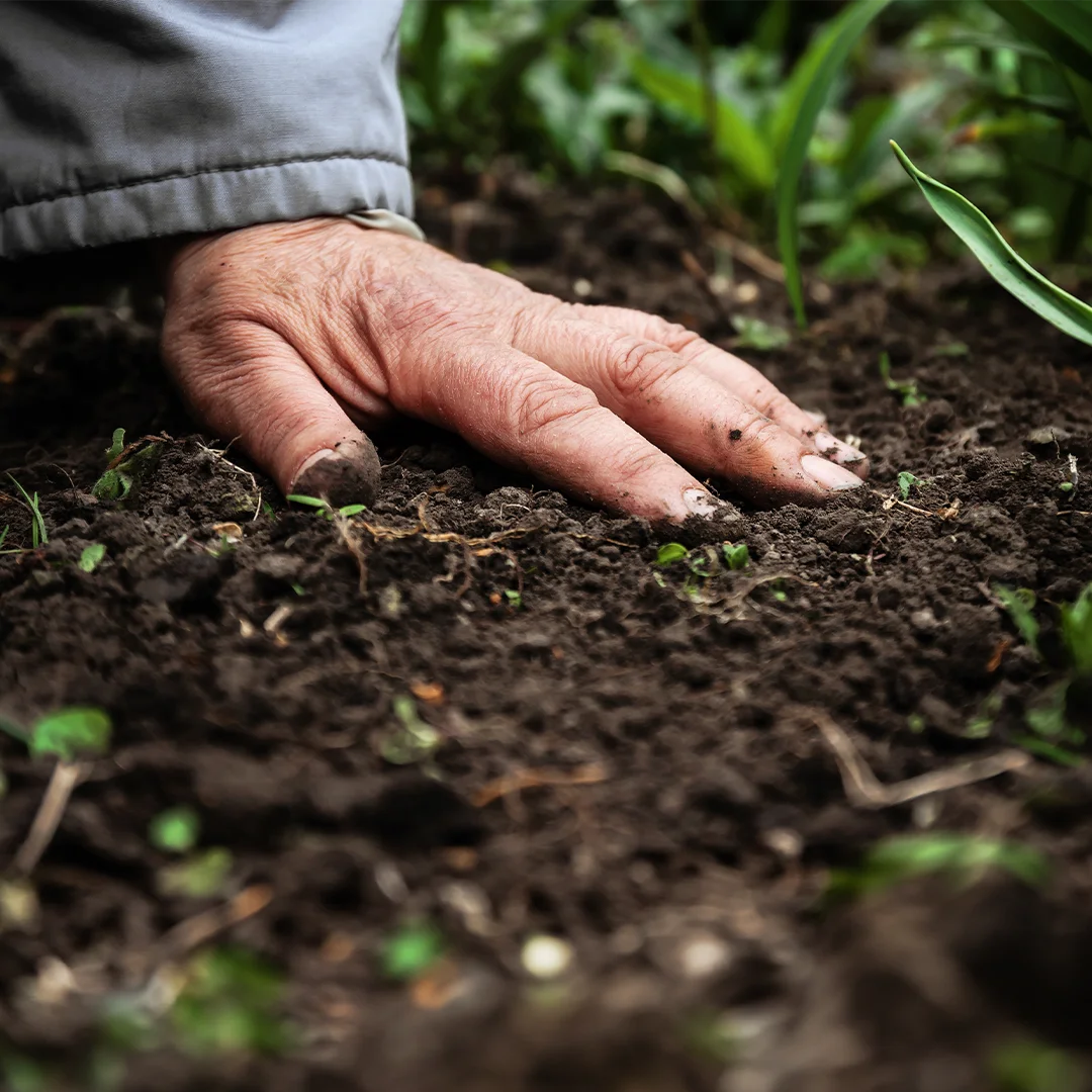 Hand of an older person grasping fresh, dark earth