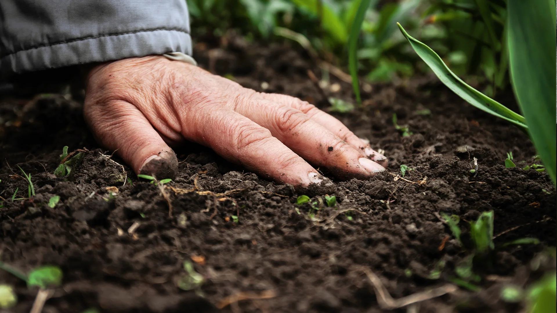 Hand of an older person grasping fresh, dark earth
