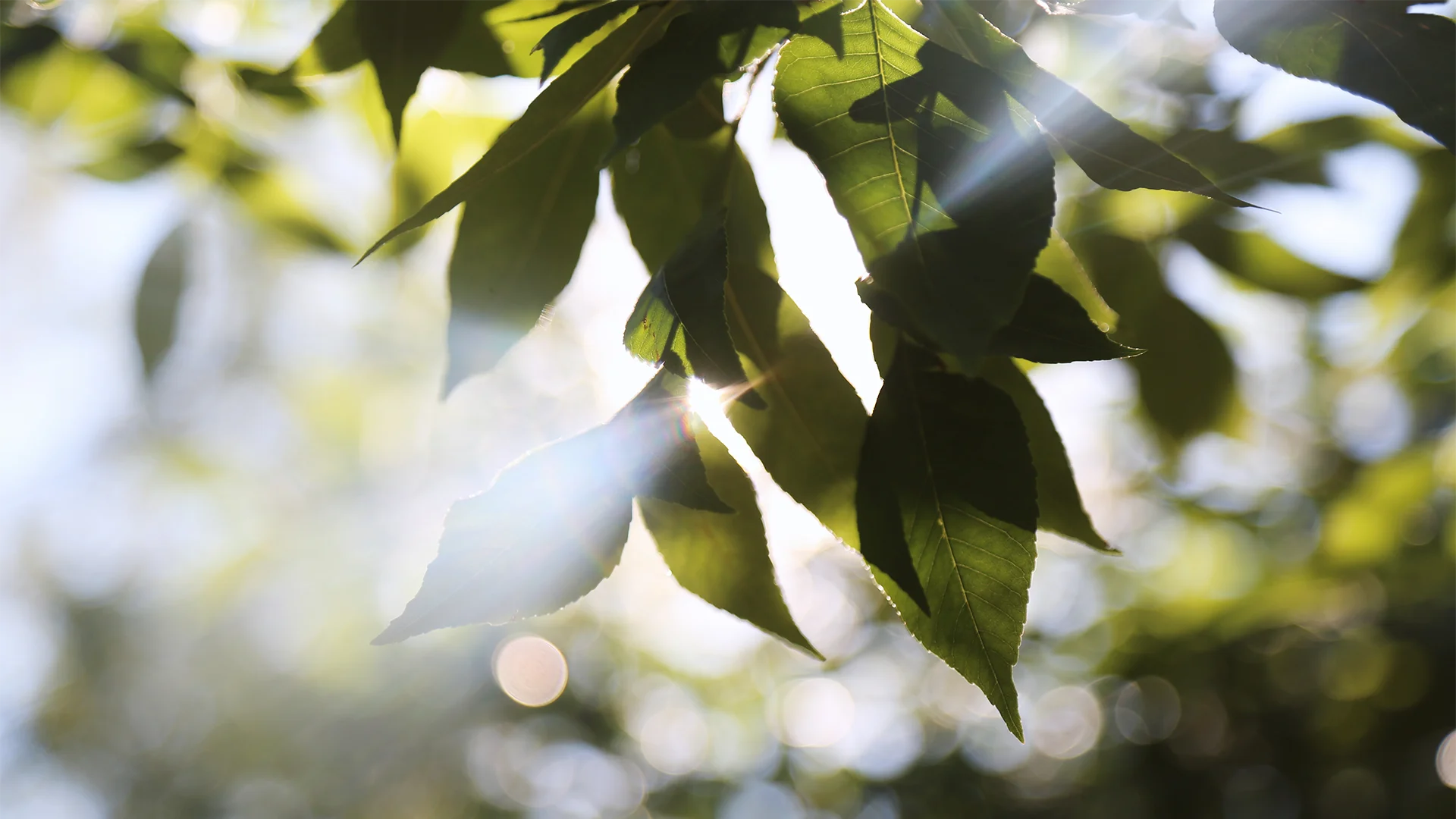 Tree branch with translucent sunlight (Photo)